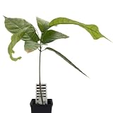 1 árbol de cacao | Theobroma Cacao | variedad Forastero | planta de cacao de semilla de Sudamérica | rara en la UE | planta de interior | árbol de chocolate | planta de cacao en grano